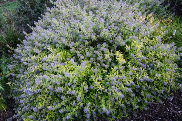 Caryopteris X Clandonensis 'gold Crest' - View 3 from www redcrocus com