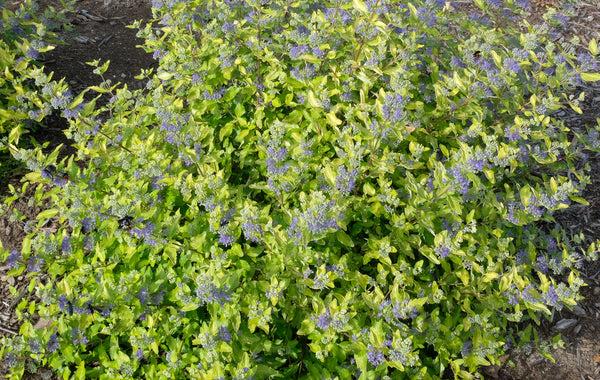 Caryopteris X Clandonensis 'gold Crest' - View 5 from www redcrocus com