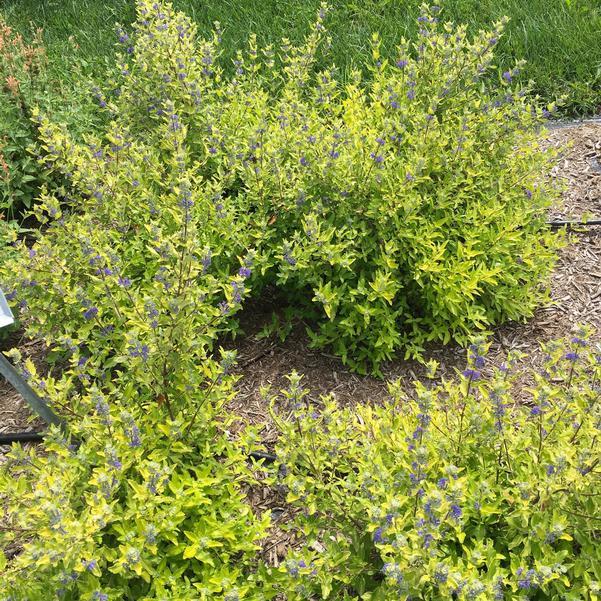 Caryopteris X Clandonensis 'gold Crest' - View 6 from www redcrocus com