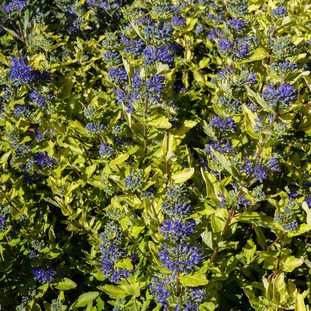 Caryopteris X Clandonensis 'gold Crest' - View 8 from www redcrocus com