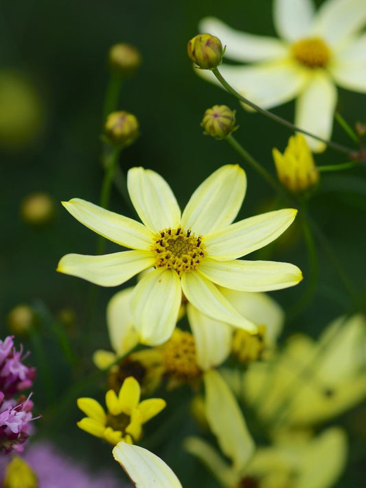 Coreopsis Verticillata Moonbeam - View 10 from www redcrocus com