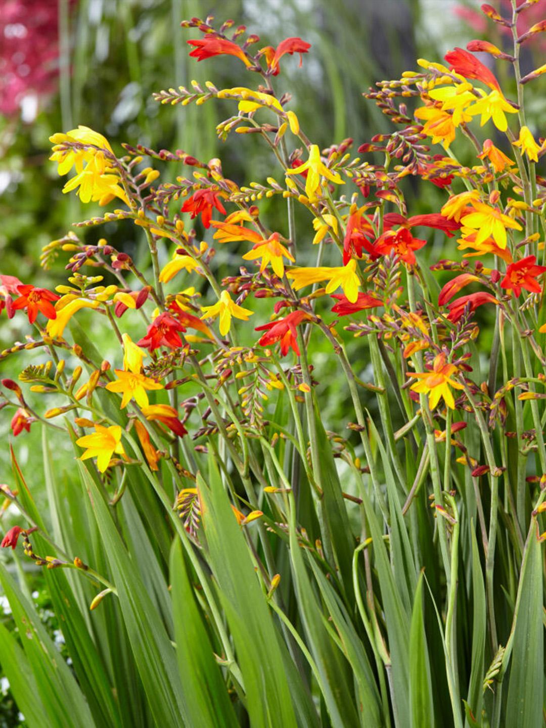 Crocosmia Mix - View 10 from www redcrocus com