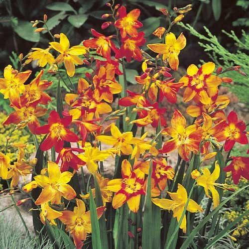 Crocosmia Mix - View 11 from www redcrocus com
