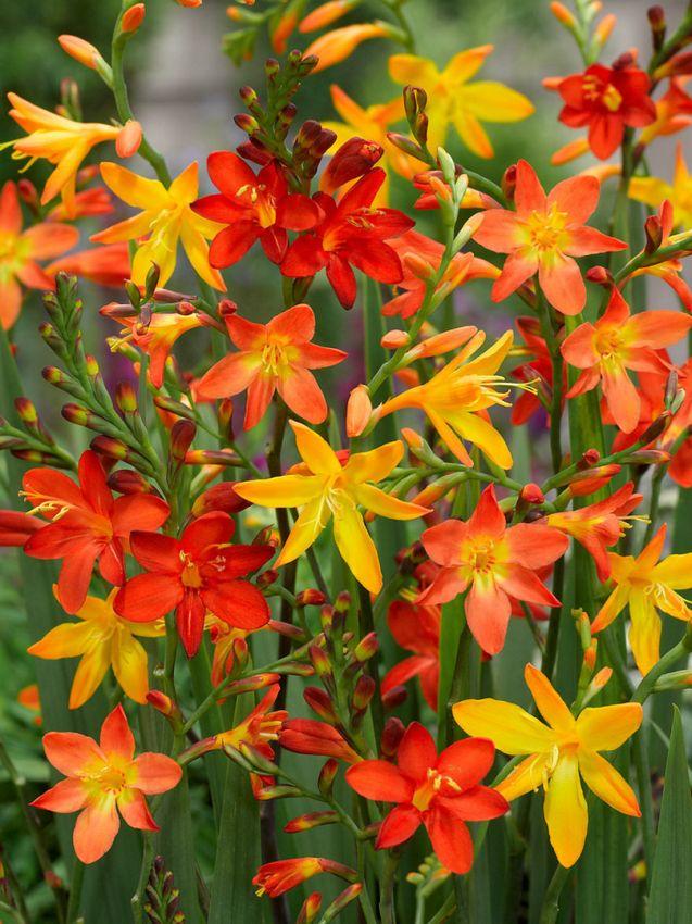Crocosmia Mix - View 12 from www redcrocus com