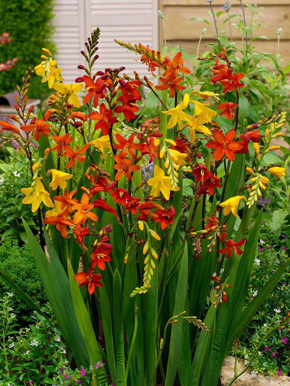 Crocosmia Mix - View 13 from www redcrocus com