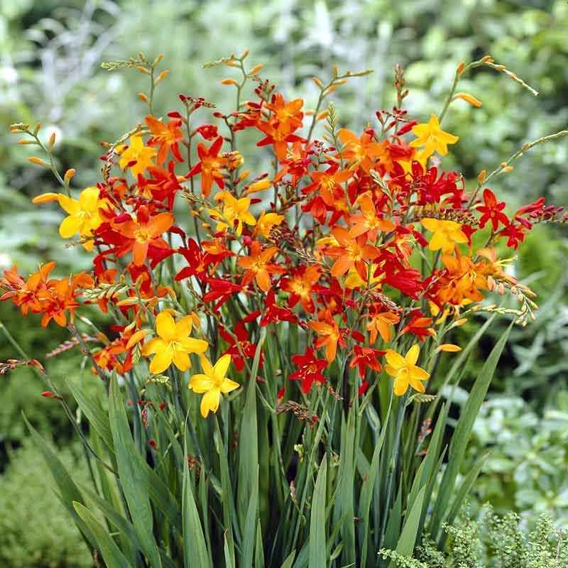 Crocosmia Mix - View 14 from www redcrocus com