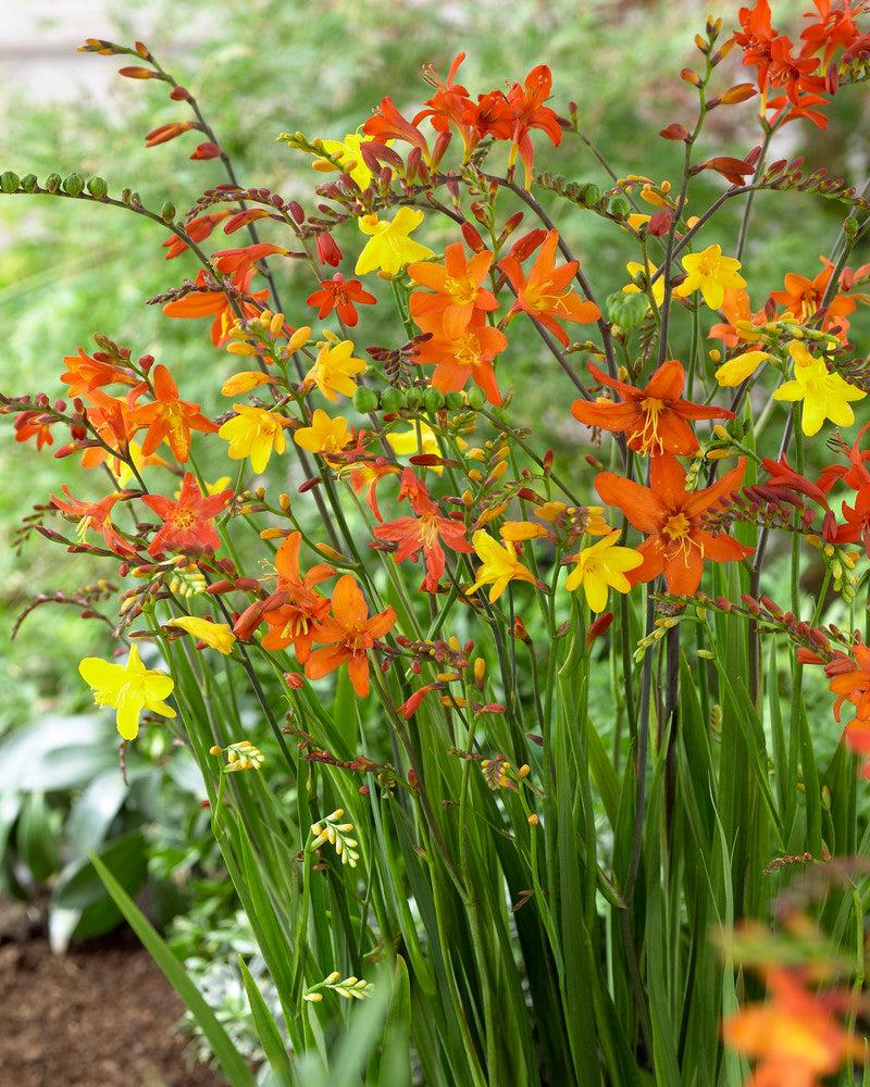 Crocosmia Mix - View 15 from www redcrocus com
