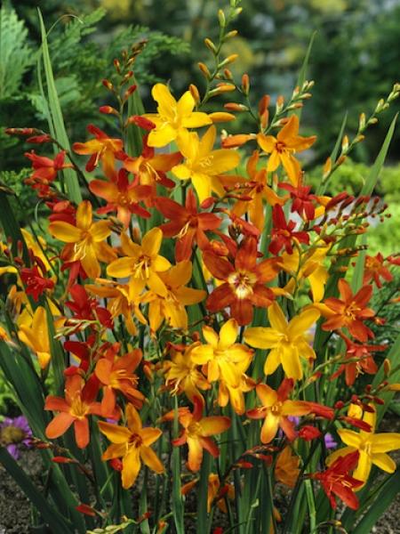 Crocosmia Mix - View 17 from www redcrocus com