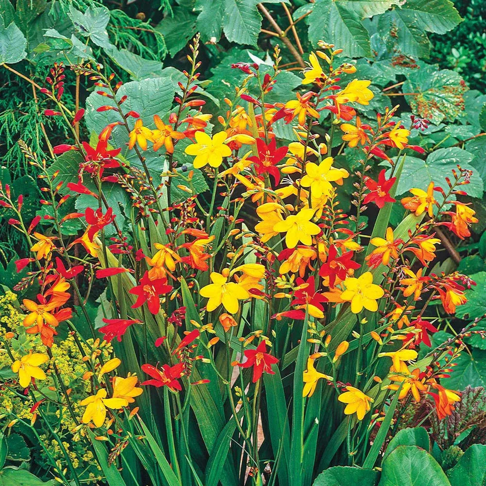 Crocosmia Mix - View 18 from www redcrocus com