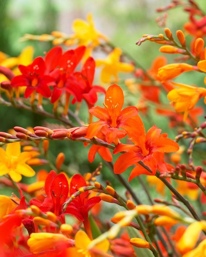 Crocosmia Mix - View 19 from www redcrocus com