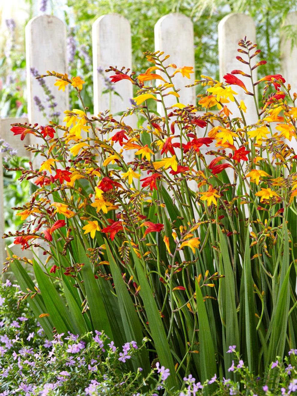 Crocosmia Mix - View 1 from www redcrocus com