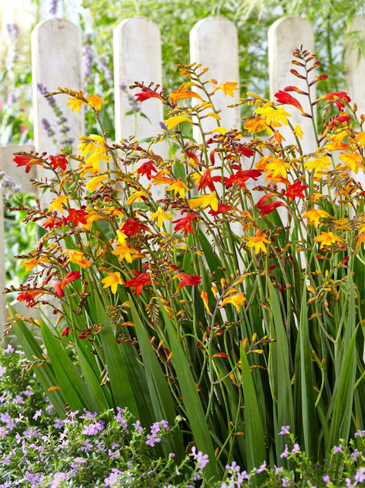 Crocosmia Mix - View 1 from www redcrocus com