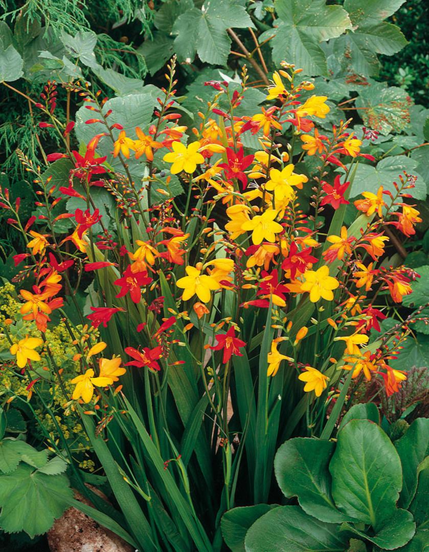 Crocosmia Mix - View 20 from www redcrocus com