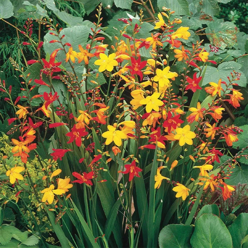 Crocosmia Mix - View 21 from www redcrocus com