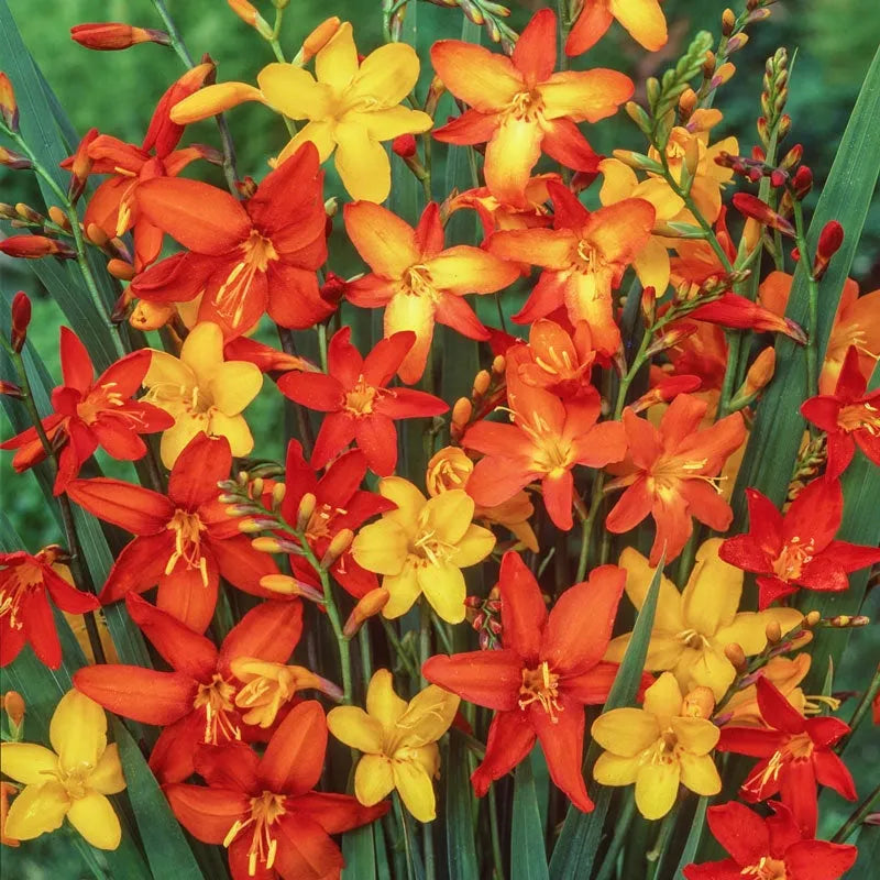 Crocosmia Mix - View 22 from www redcrocus com