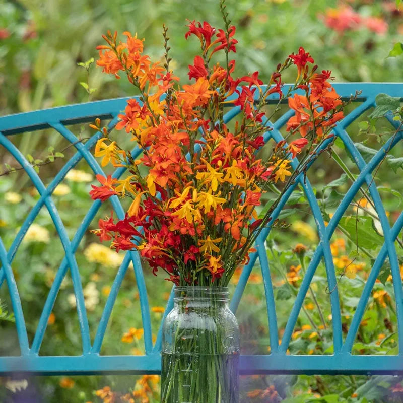 Crocosmia Mix - View 24 from www redcrocus com