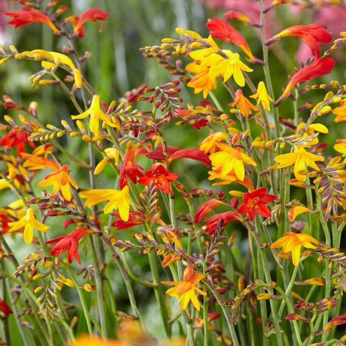 Crocosmia Mix - View 26 from www redcrocus com