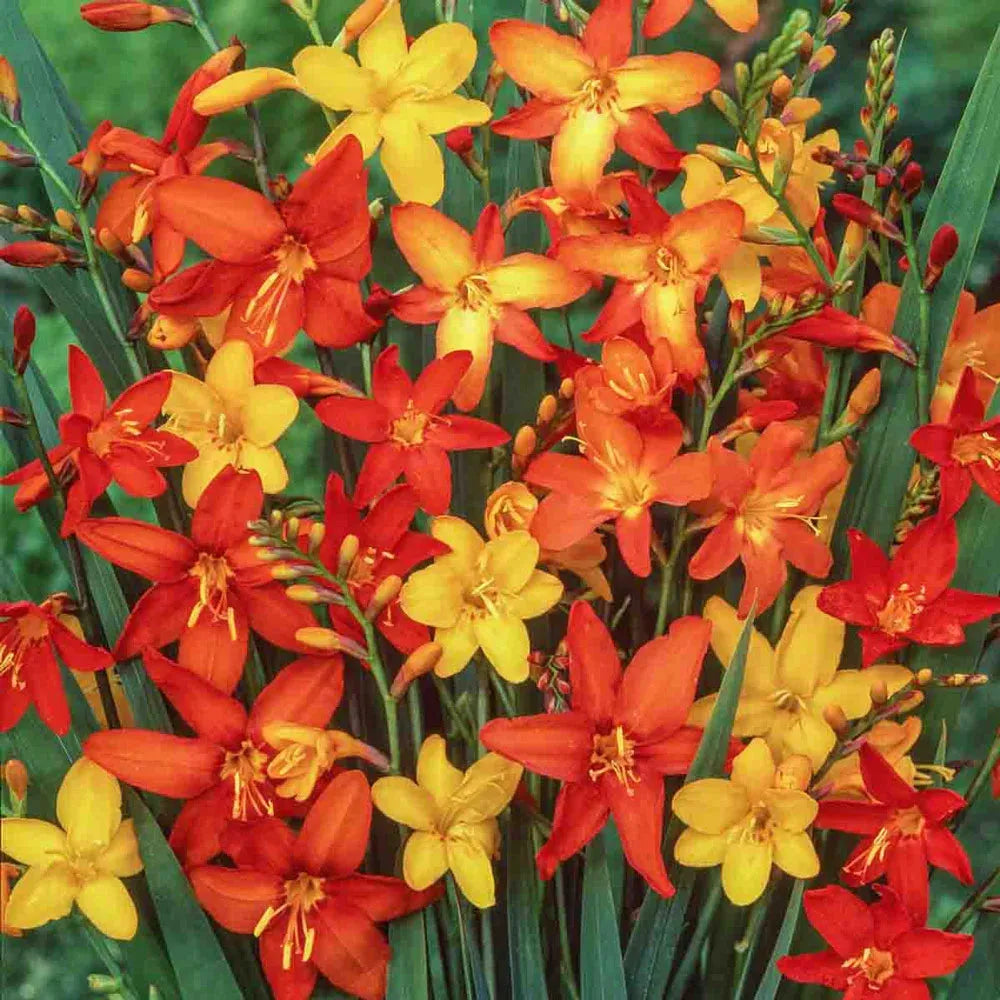 Crocosmia Mix - View 28 from www redcrocus com