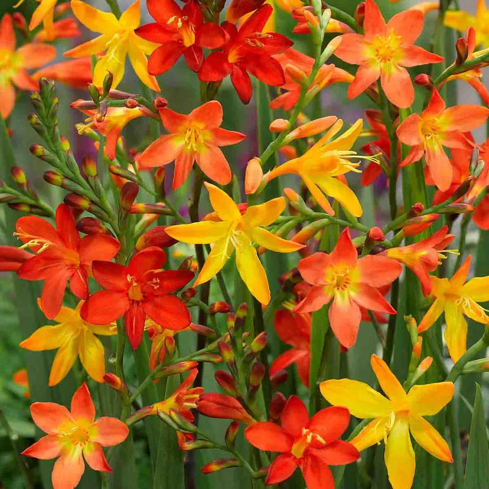 Crocosmia Mix - View 30 from www redcrocus com