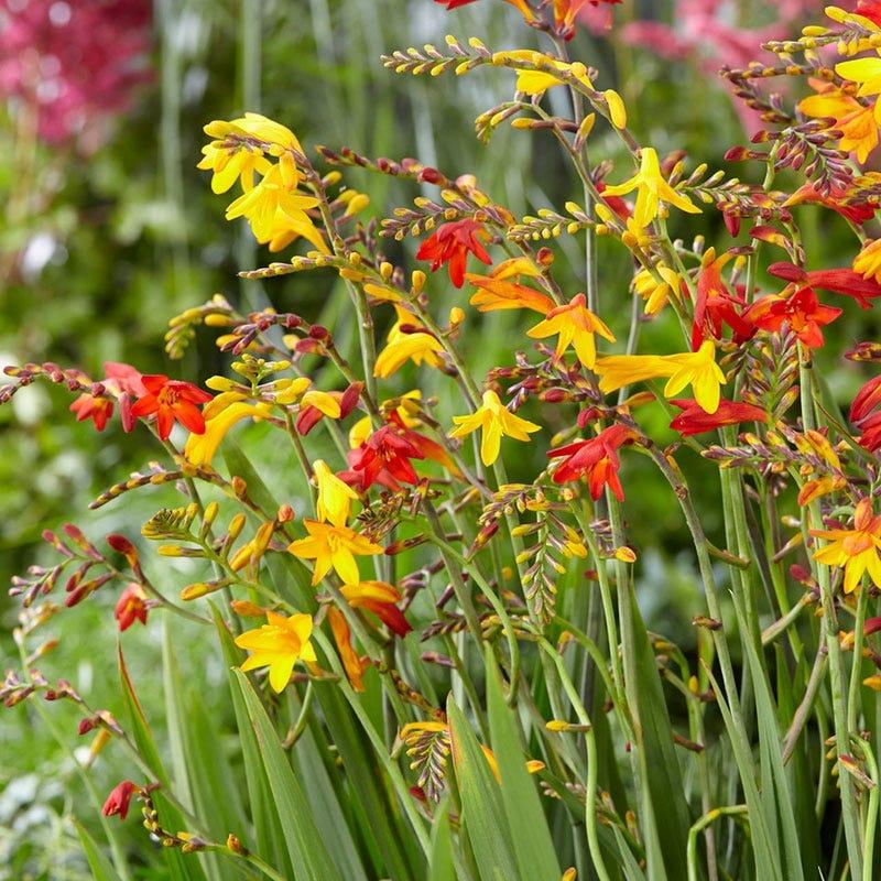 Crocosmia Mix - View 33 from www redcrocus com