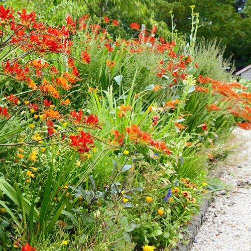 Crocosmia Mix - View 34 from www redcrocus com