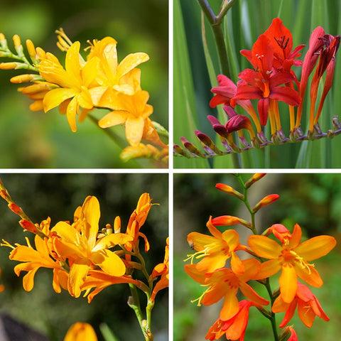 Crocosmia Mix - View 35 from www redcrocus com