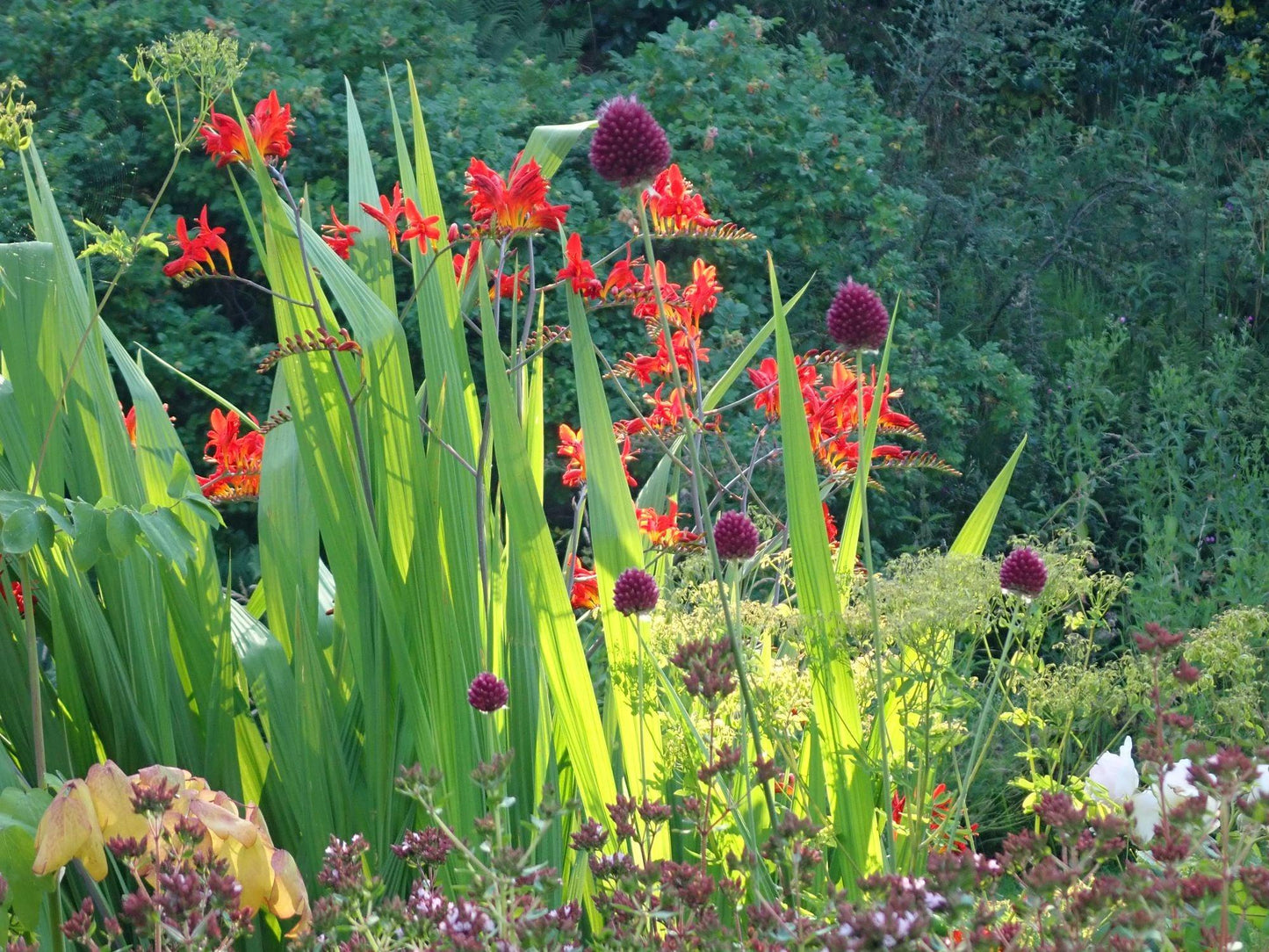 Crocosmia Mix - View 37 from www redcrocus com