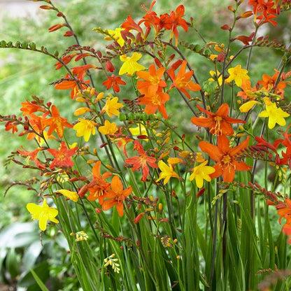 Crocosmia Mix - View 38 from www redcrocus com