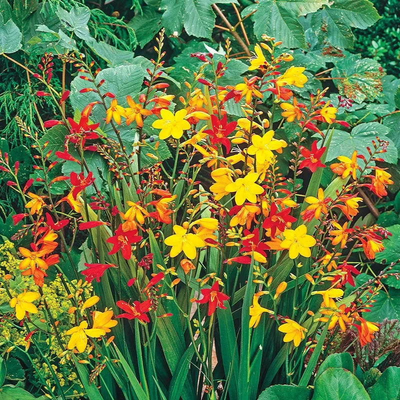 Crocosmia Mix - View 3 from www redcrocus com
