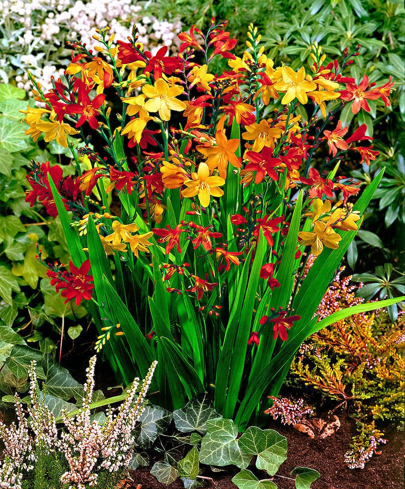 Crocosmia Mix - View 6 from www redcrocus com