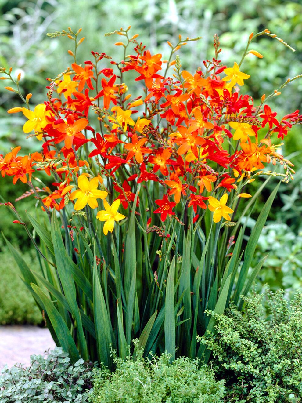 Crocosmia Mix - View 7 from www redcrocus com