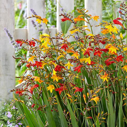 Crocosmia Mix - View 9 from www redcrocus com