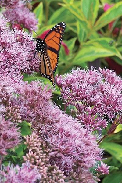 Eupatorium Purpureum 'euphoria Ruby' - View 13 from www redcrocus com