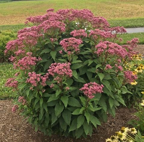 Eupatorium Purpureum 'euphoria Ruby' - View 17 from www redcrocus com