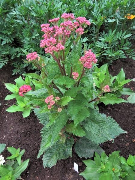 Eupatorium Purpureum 'euphoria Ruby' - View 19 from www redcrocus com