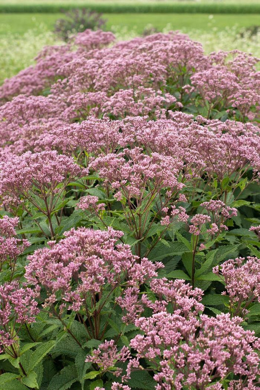 Eupatorium Purpureum 'euphoria Ruby' - View 1 from www redcrocus com