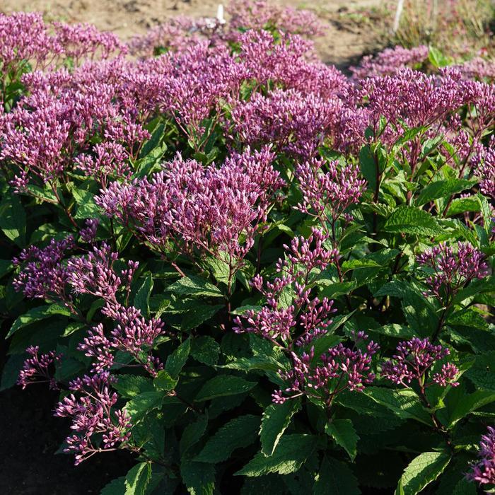 Eupatorium Purpureum 'euphoria Ruby' - View 2 from www redcrocus com