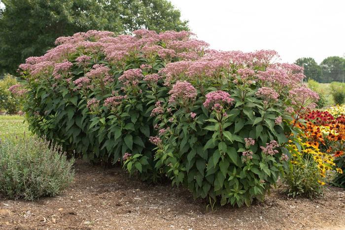 Eupatorium Purpureum 'euphoria Ruby' - View 3 from www redcrocus com
