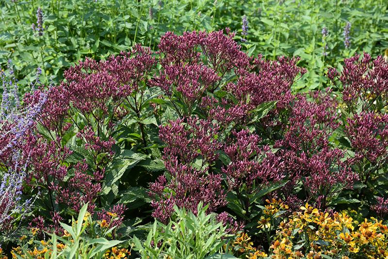 Eupatorium Purpureum 'euphoria Ruby' - View 5 from www redcrocus com