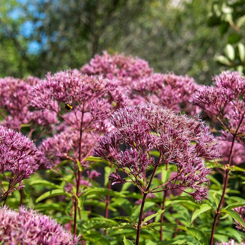 Eupatorium Purpureum 'euphoria Ruby' - View 6 from www redcrocus com