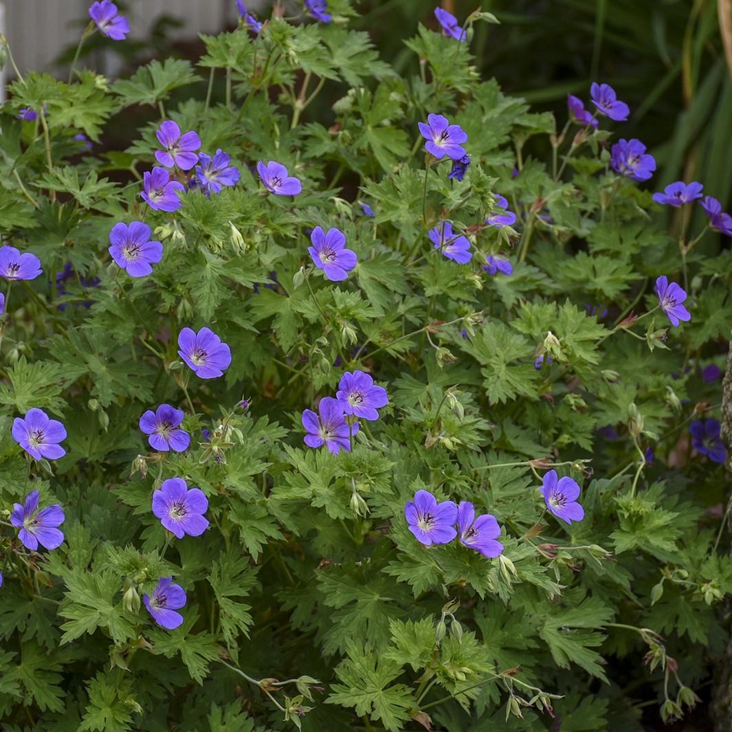Geranium X Rozanne - View 10 from www redcrocus com