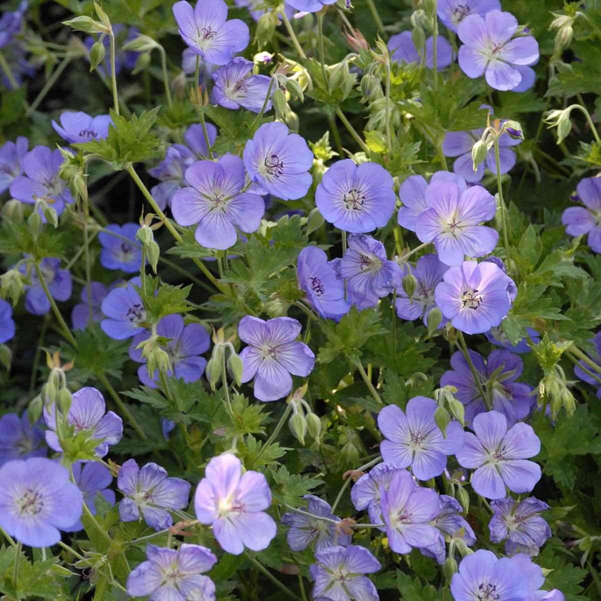 Geranium X Rozanne - View 15 from www redcrocus com