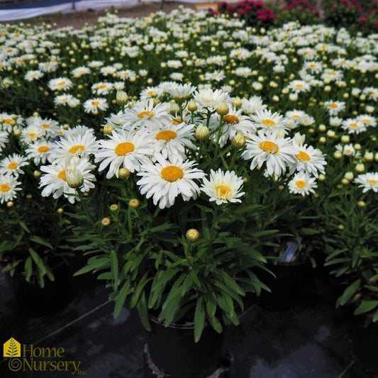 Leucanthemum Superbum Lancaster Betsy - View 10 from www redcrocus com