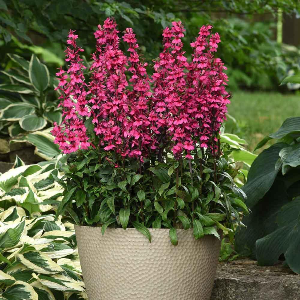 Lobelia Speciosa Starship Deep Rose - View 15 from www redcrocus com