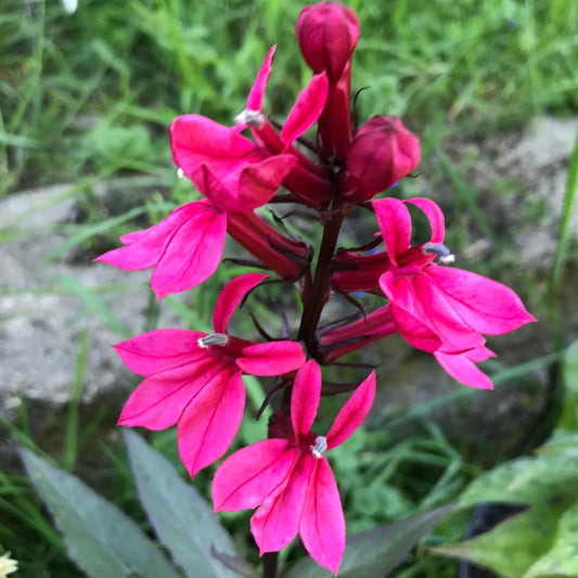 Lobelia Speciosa Starship Deep Rose - View 1 from www redcrocus com