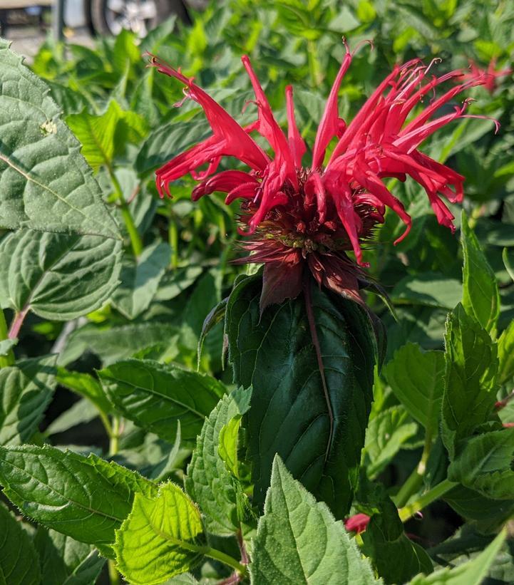 Monarda Didyma Jacob Cline - View 13 from www redcrocus com