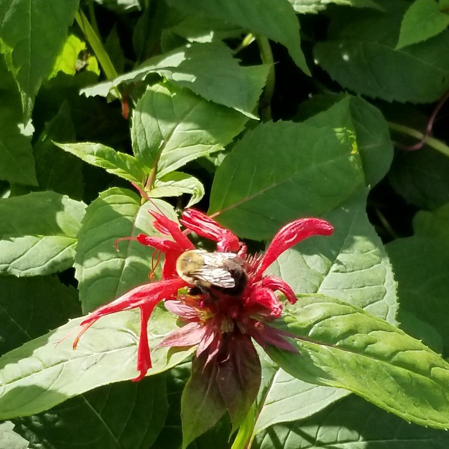 Monarda Didyma Jacob Cline - View 15 from www redcrocus com