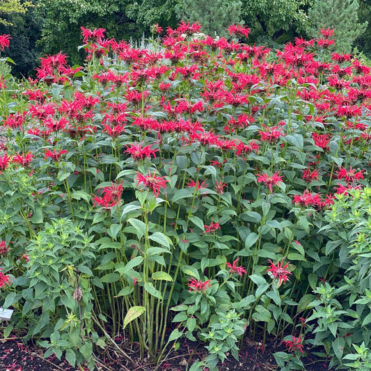 Monarda Didyma Jacob Cline - View 1 from www redcrocus com