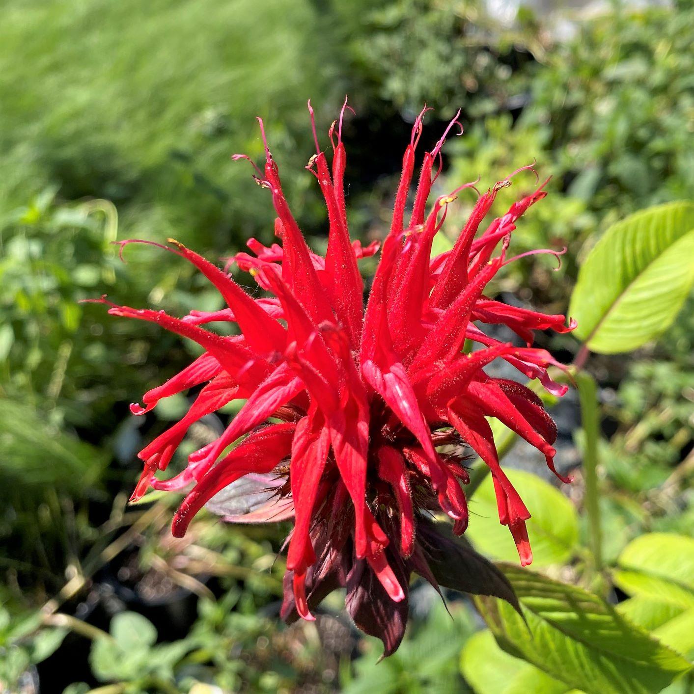 Monarda Didyma Jacob Cline - View 2 from www redcrocus com