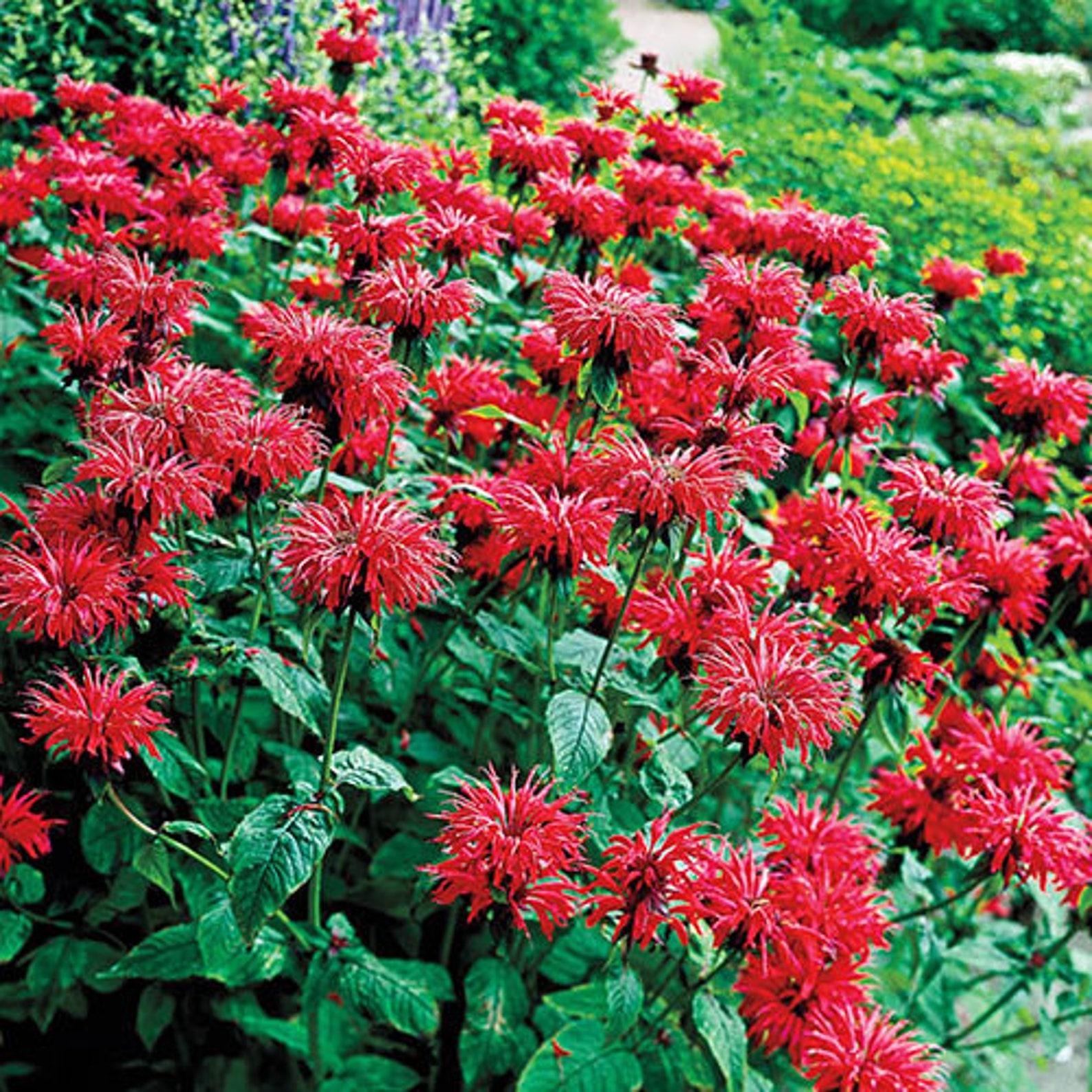 Monarda Didyma Jacob Cline - View 3 from www redcrocus com